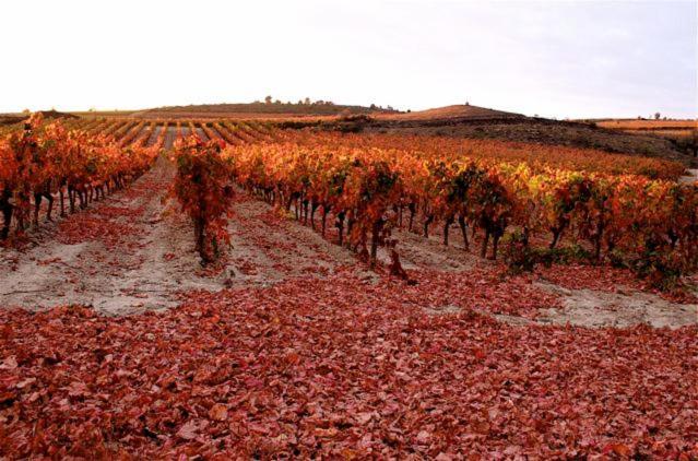 Maison Vigneronne De Bonne Maman - Climatisee Cesseras Dış mekan fotoğraf