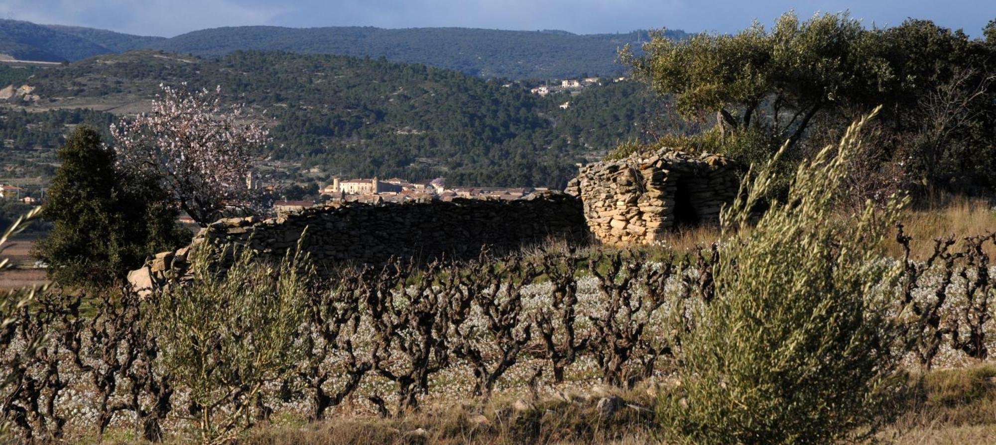 Maison Vigneronne De Bonne Maman - Climatisee Cesseras Dış mekan fotoğraf